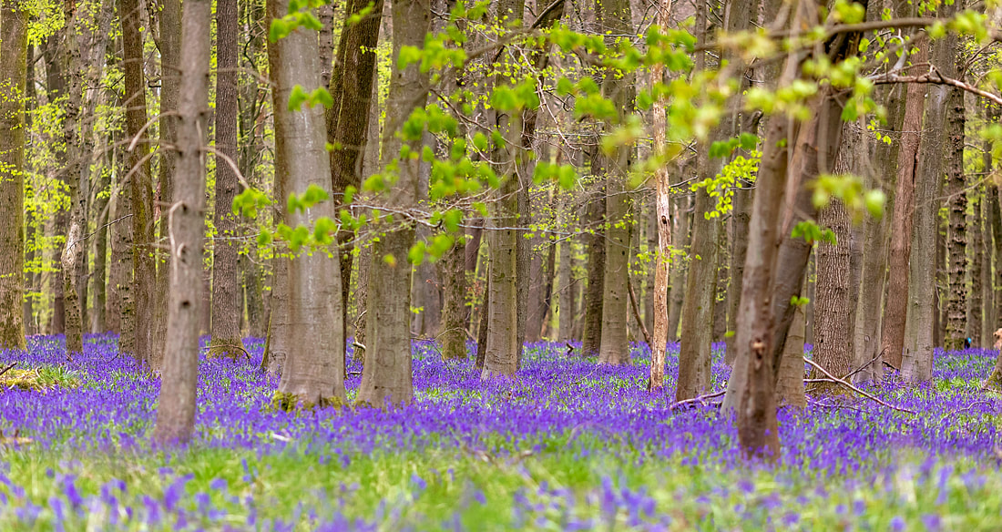 best place to see the bluebells, national trust uk, North London flower fields, Ashridge House, English countryside, ancient woodlands, how to photograph bluebells, where to find bluebells in the UK, national flower bluebell, dog photography London, cavapoos of England, carpets of bluebells, fields of blue, English forests