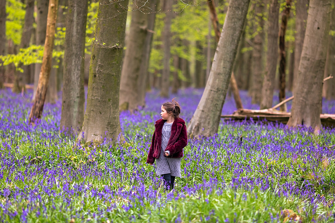 best place to see the bluebells, national trust uk, North London flower fields, Ashridge House, English countryside, ancient woodlands, how to photograph bluebells, where to find bluebells in the UK, national flower bluebell, dog photography London, cavapoos of England, carpets of bluebells, fields of blue, English forests, family photoshoot London, family photography North West London, herts family photographer